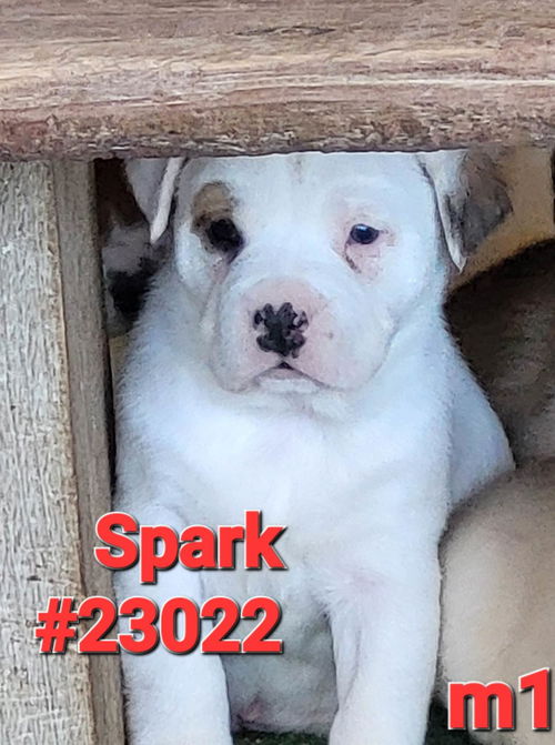 Spark (Ember's litter)