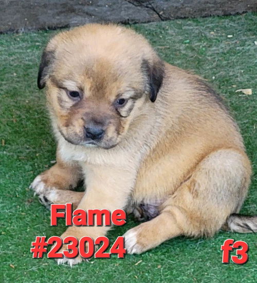 Flame (Ember's litter)