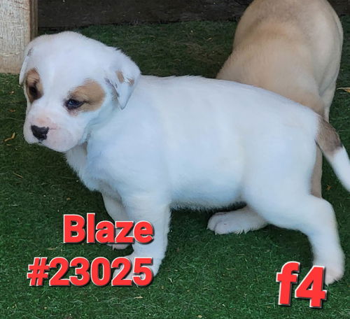 Blaze (Ember's litter)