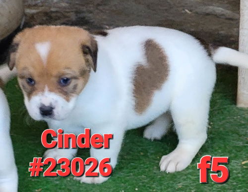 Cinder (Ember's litter)