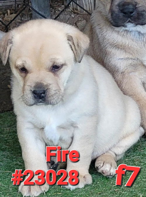 Fire (Ember's litter)