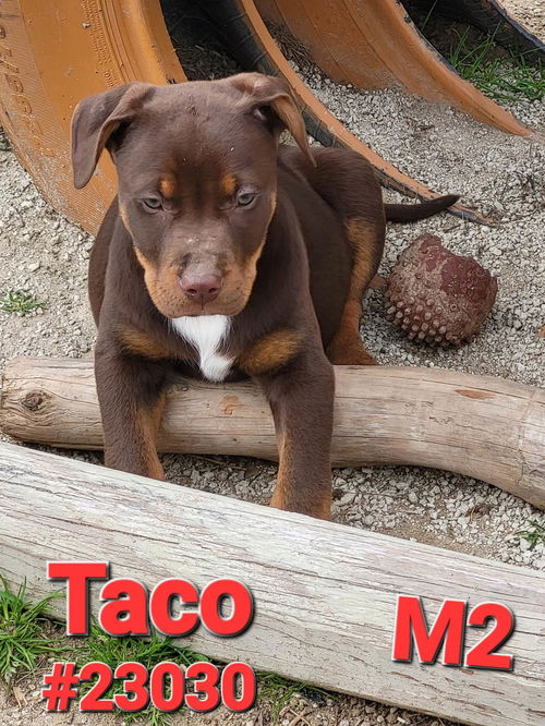 Taco (Jackson litter)