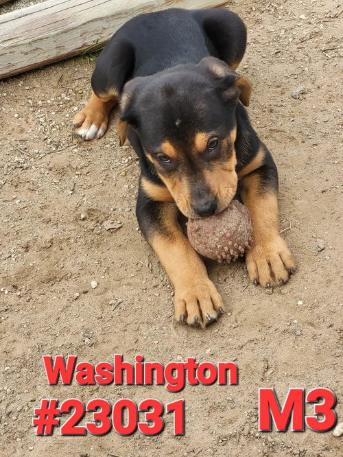 Washington  (Jackson litter)