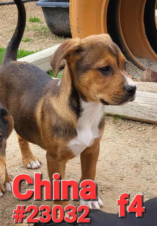 China (Jackson litter)