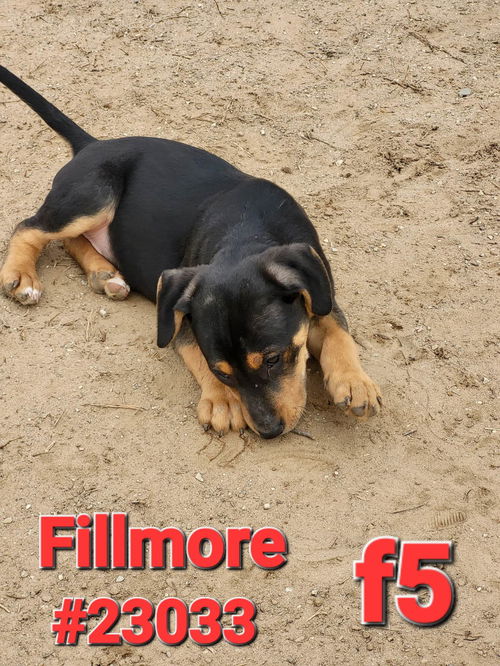 Fillmore (Jackson litter)