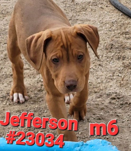 Jefferson (Jackson litter)