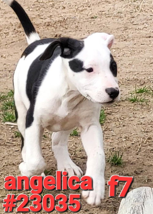 Angelica (Jackson litter)