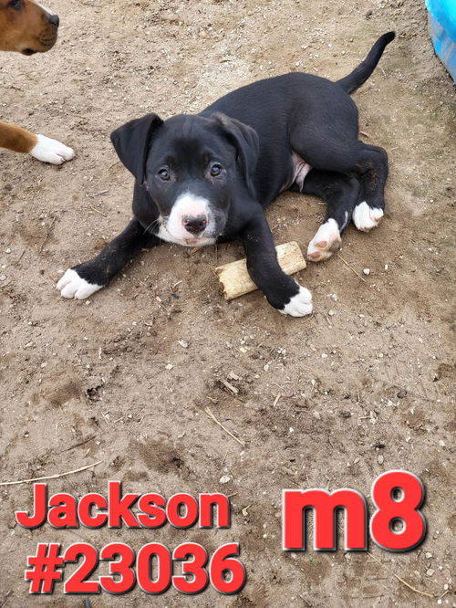 Jackson (Jackson litter)