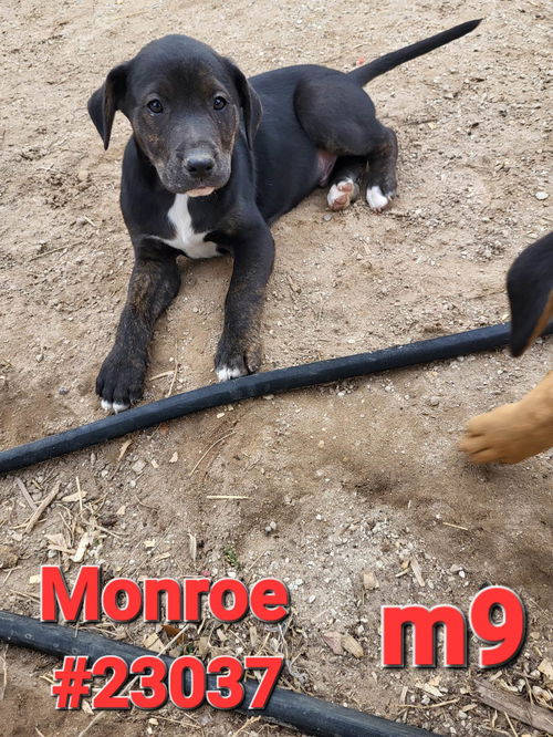 Monroe (Jackson litter)