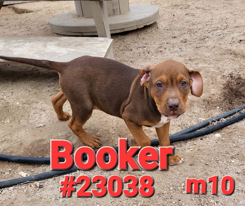 Booker (Jackson litter)