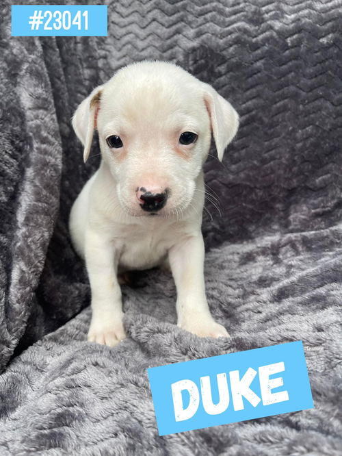 Duke