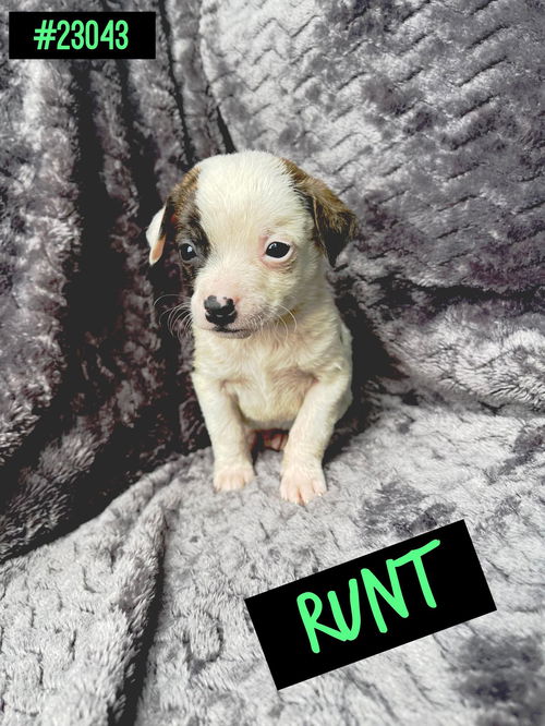 Runt