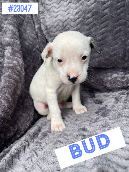 Bud