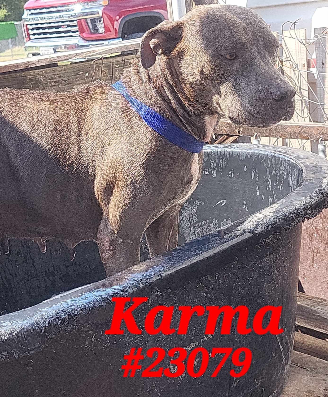 adoptable Dog in Mexia, TX named Karma