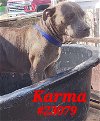 adoptable Dog in  named Karma