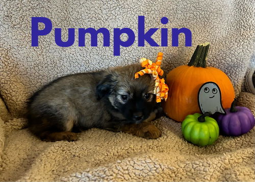 Pumpkin