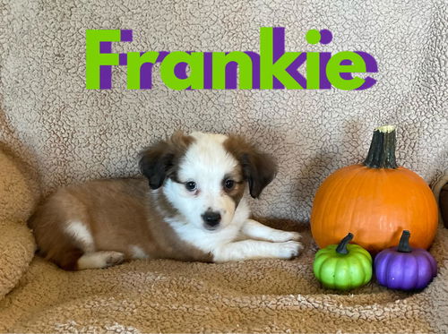 Frankie