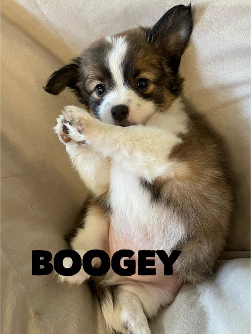 Boogey