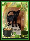 adoptable Cat in winston salem, NC named Bandit