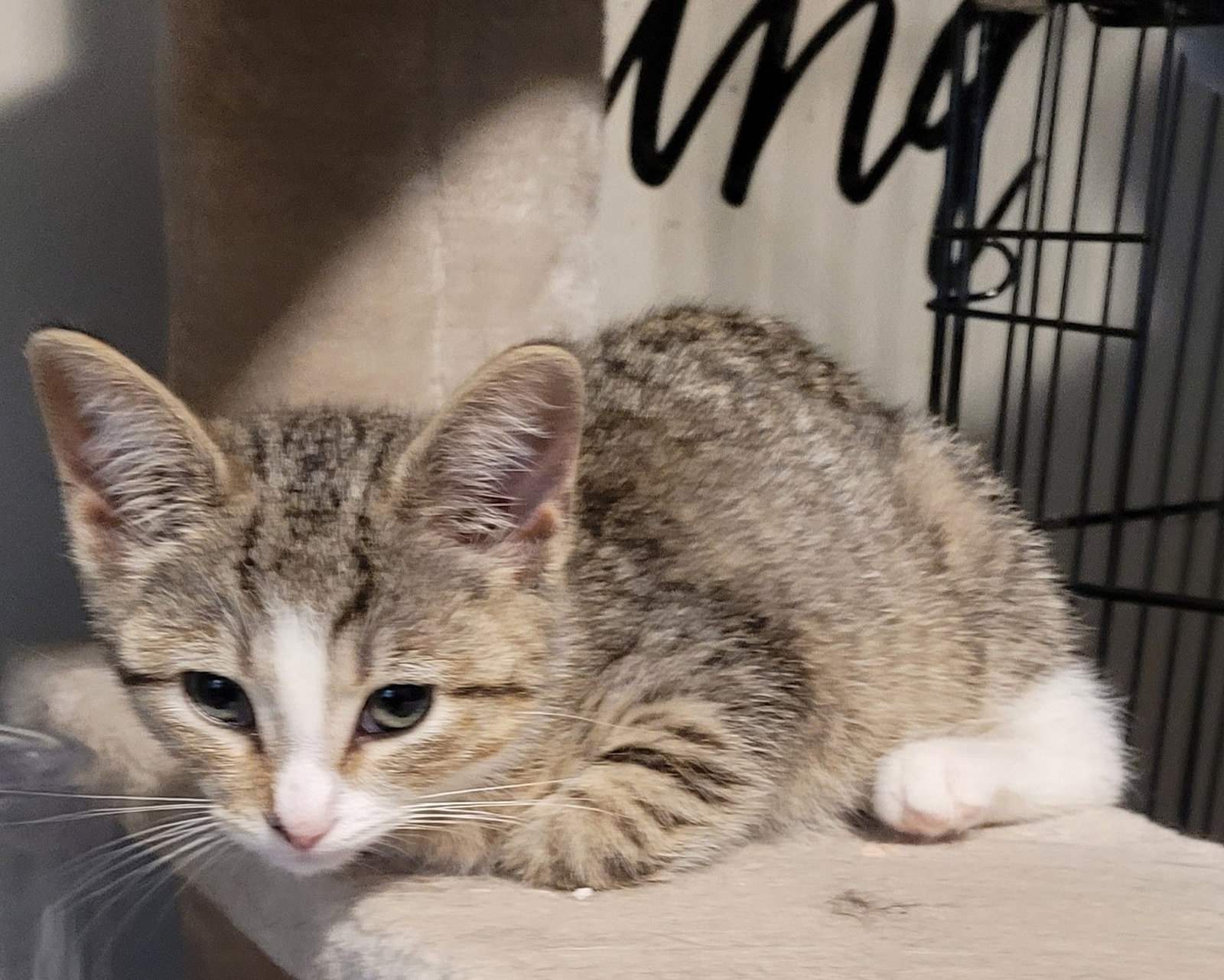 Cats for Adoption in Zanesville, Ohio Alpha Paw