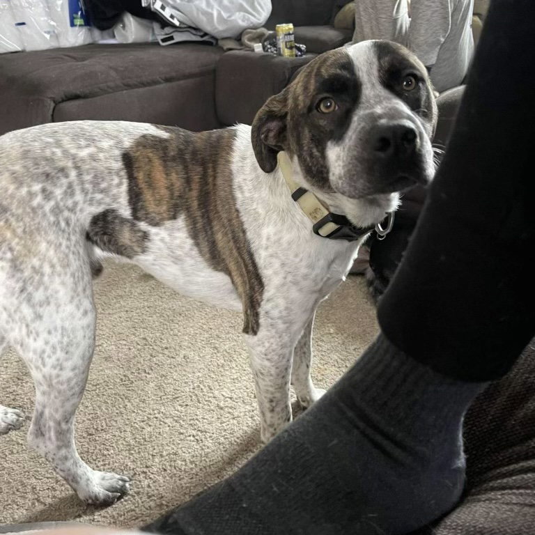 Dog for Adoption Jaxson, a German Shorthaired Pointer in Douglas