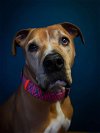 adoptable Dog in duluth, MN named Pedro bonded with Buck