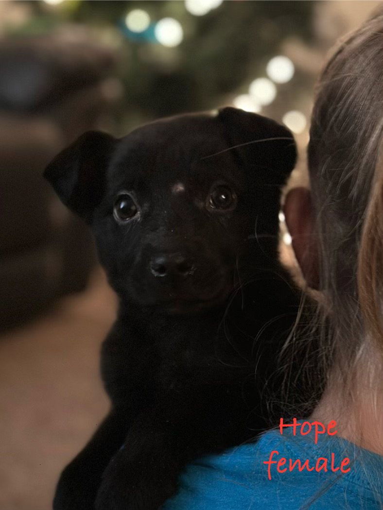 Dog for Adoption Hope, a Rottweiler in Duluth, MN Alpha Paw