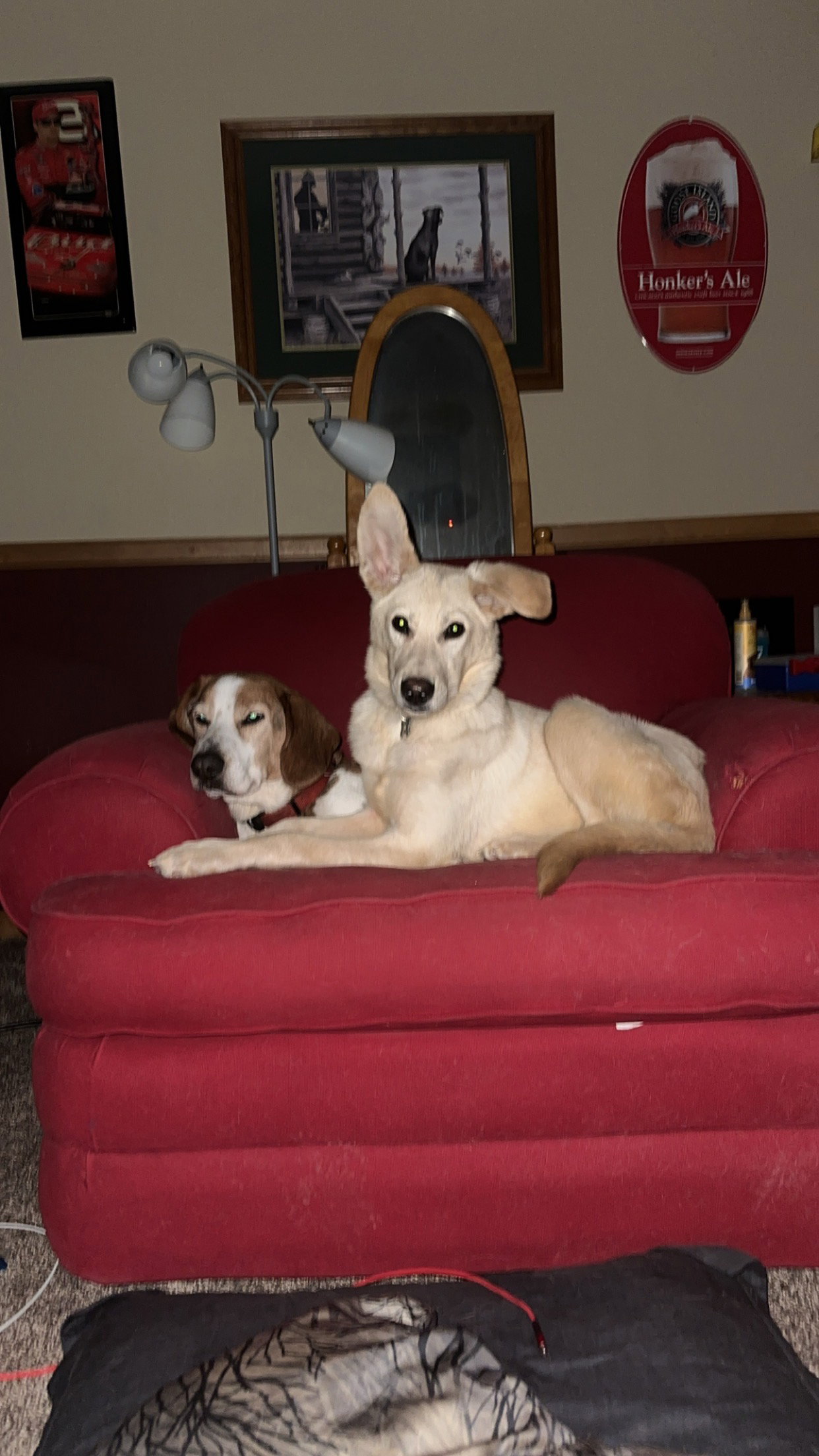 Dog for Adoption Atlas, a German Shepherd Dog in Two Harbors, MN