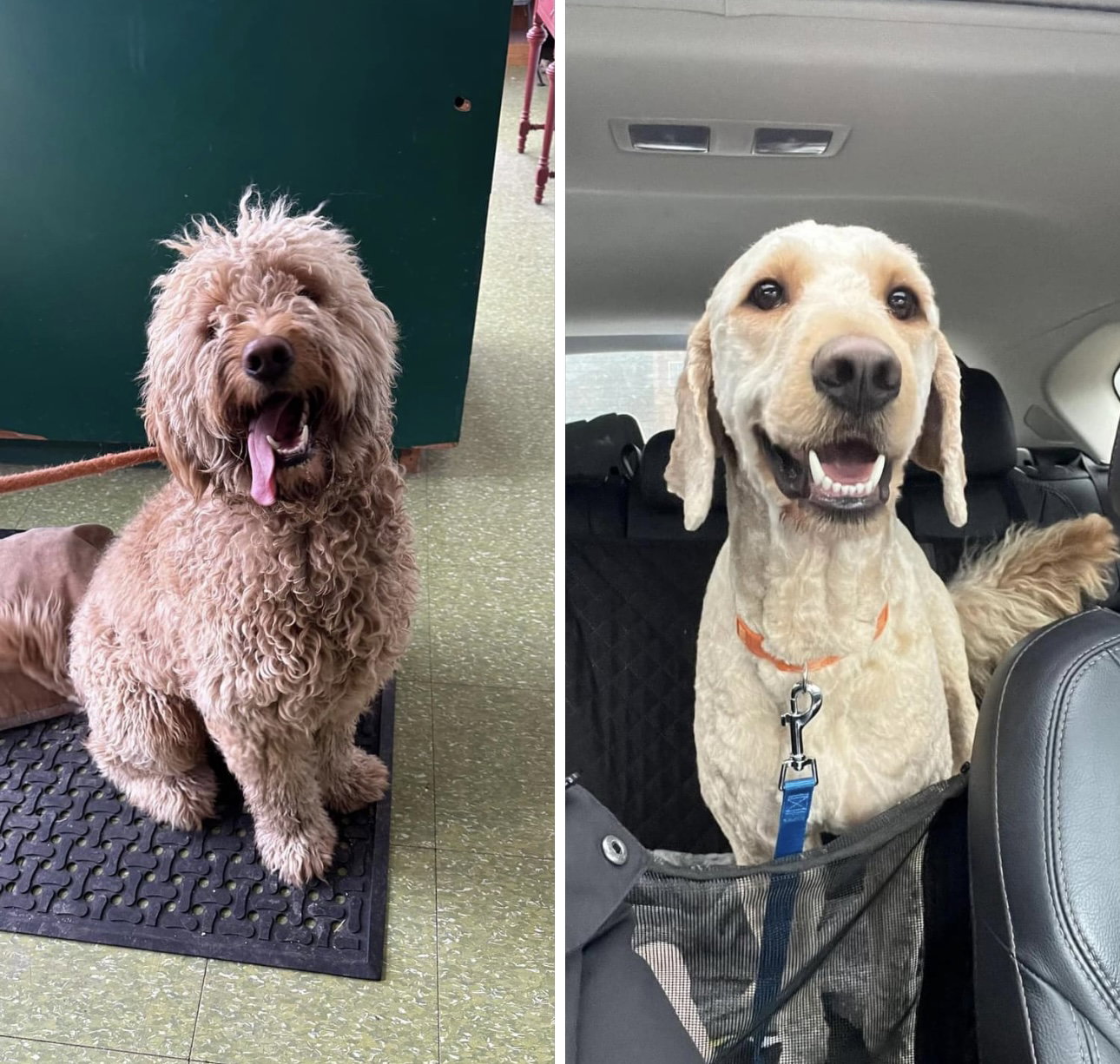 Dog for Adoption - Buddy, a Poodle (Standard) in Duluth, MN | Alpha Paw