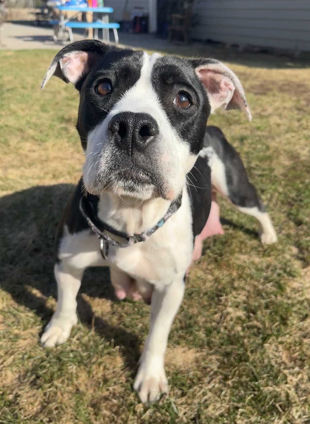 adoptable Dog in Duluth, MN named Mama Sweet Pea
