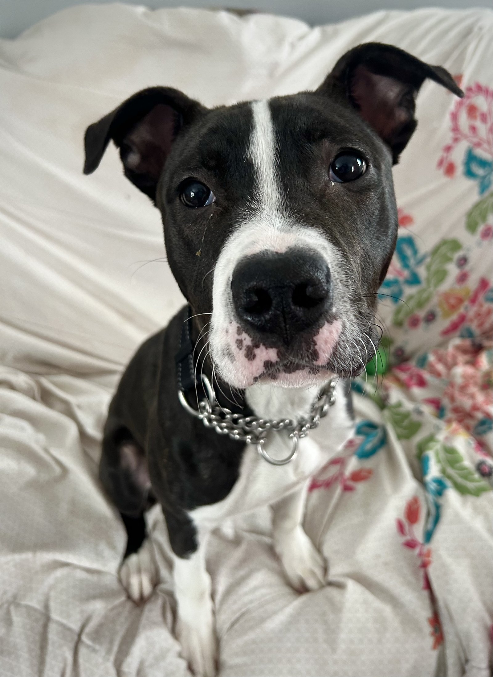 adoptable Dog in Duluth, MN named Jax