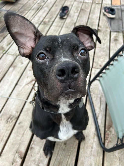 SANDSTONE - Boxer available for adoption