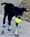 adoptable Dog in duluth, MN named Nyla