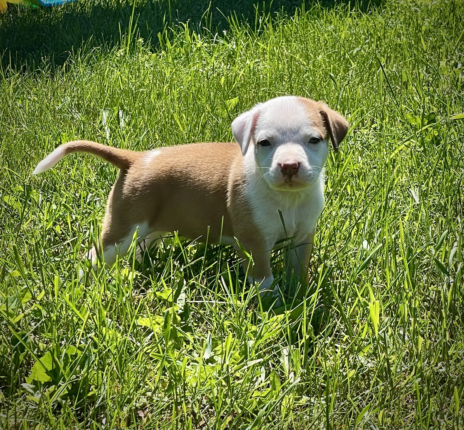 Dog for Adoption Dahlia, a American Pit Bull Terrier in Duluth, MN