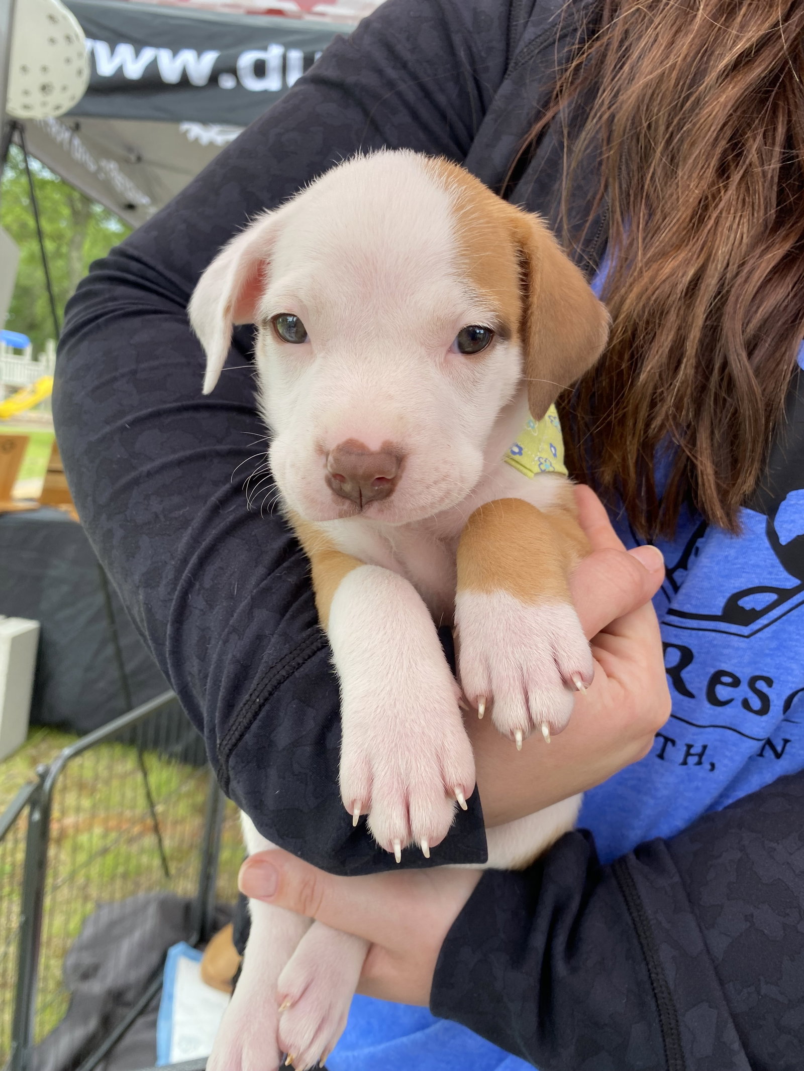 Dog for Adoption Dahlia, a American Pit Bull Terrier in Duluth, MN(00)
