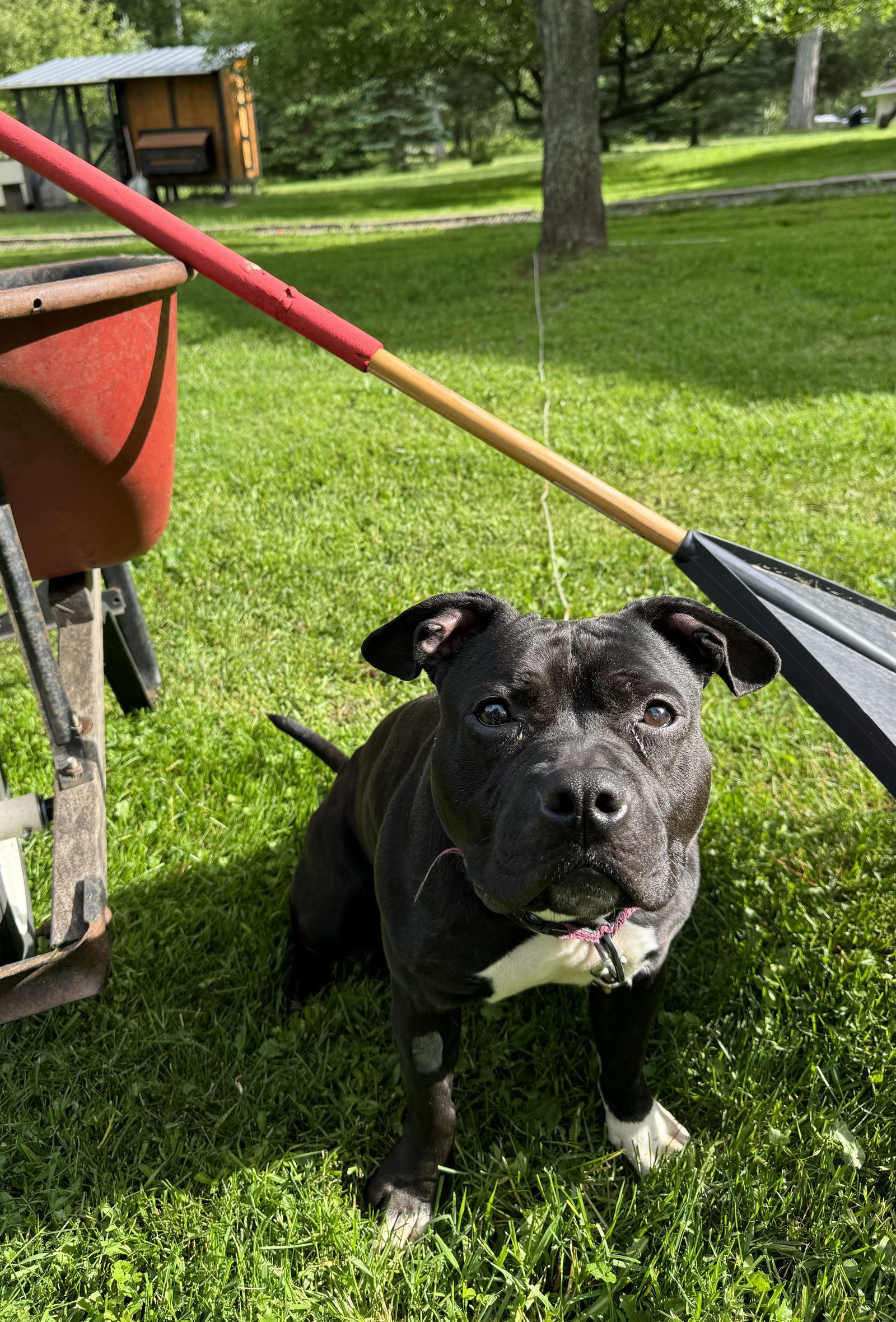 Dog for Adoption - Hippo, a American Pit Bull Terrier in Duluth, MN ...