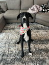 adoptable Dog in , MN named Destiny Rose