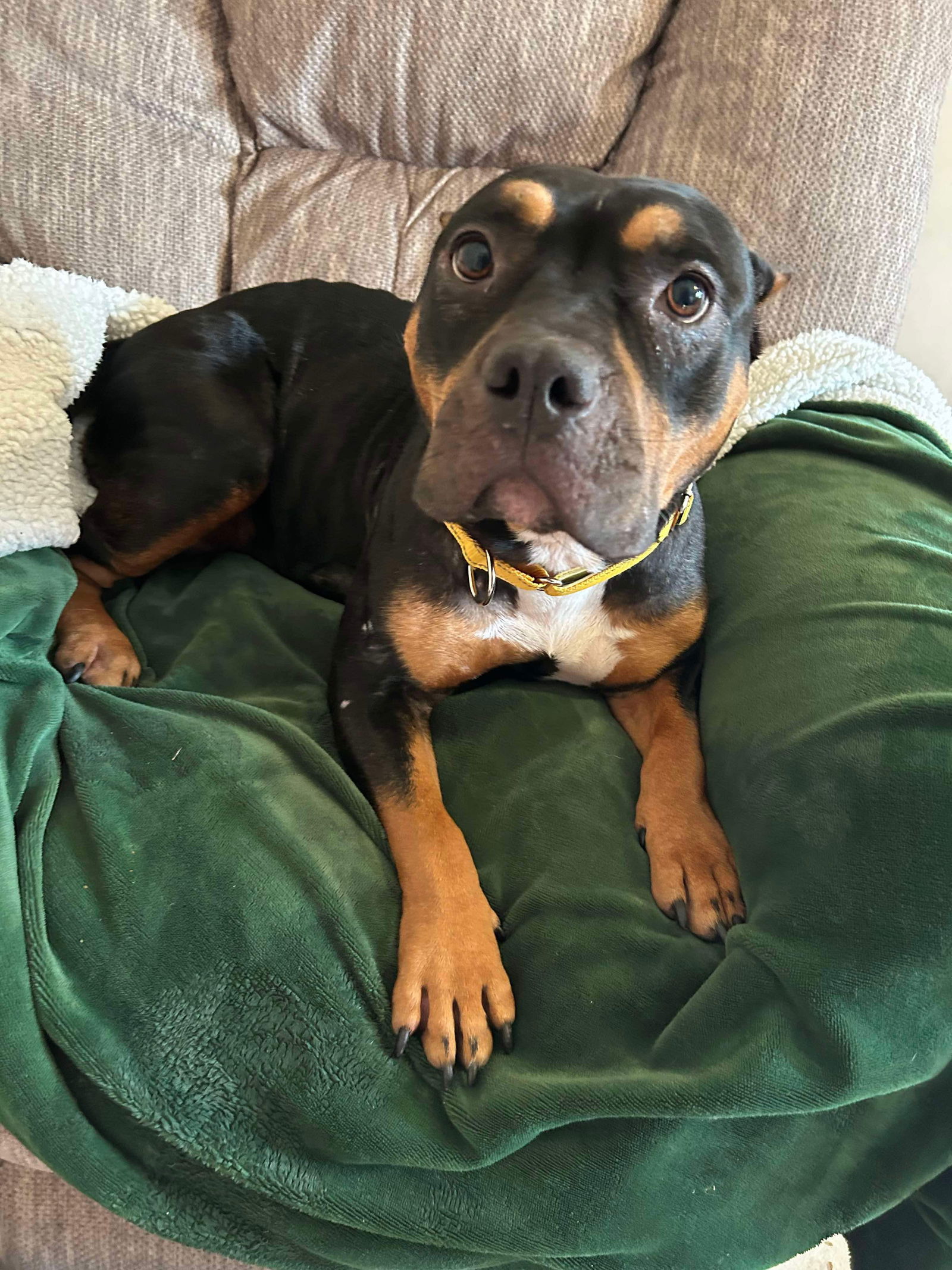 adoptable Dog in Duluth, MN named Mama Millie