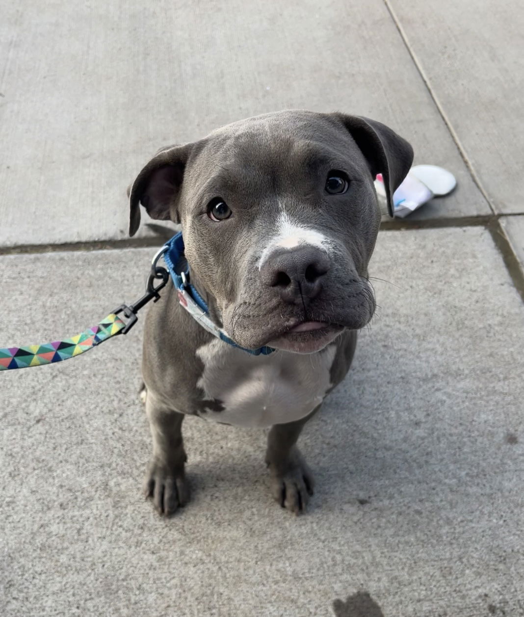 adoptable Dog in Duluth, MN named Elmer