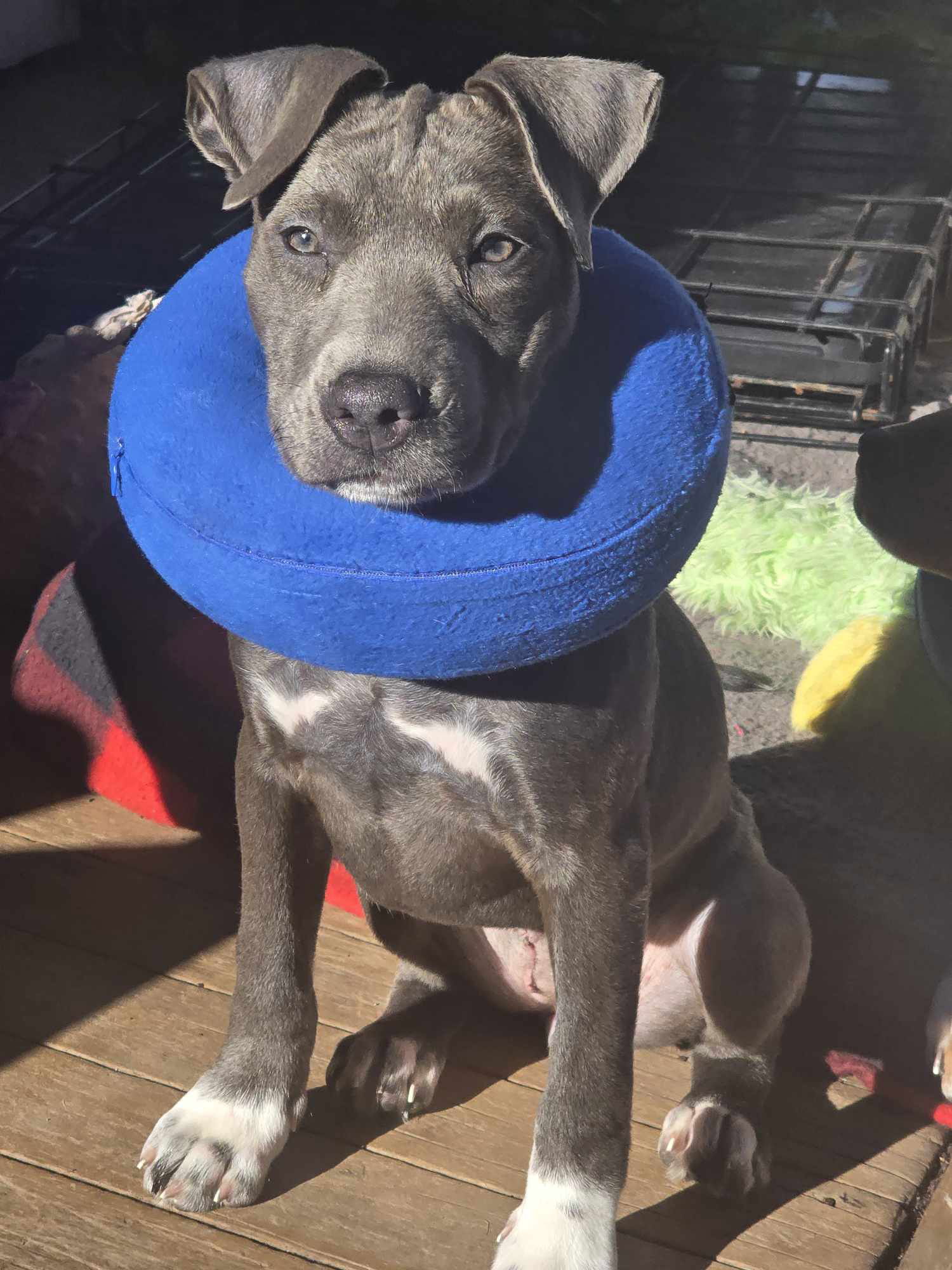 adoptable Dog in Duluth, MN named Seal