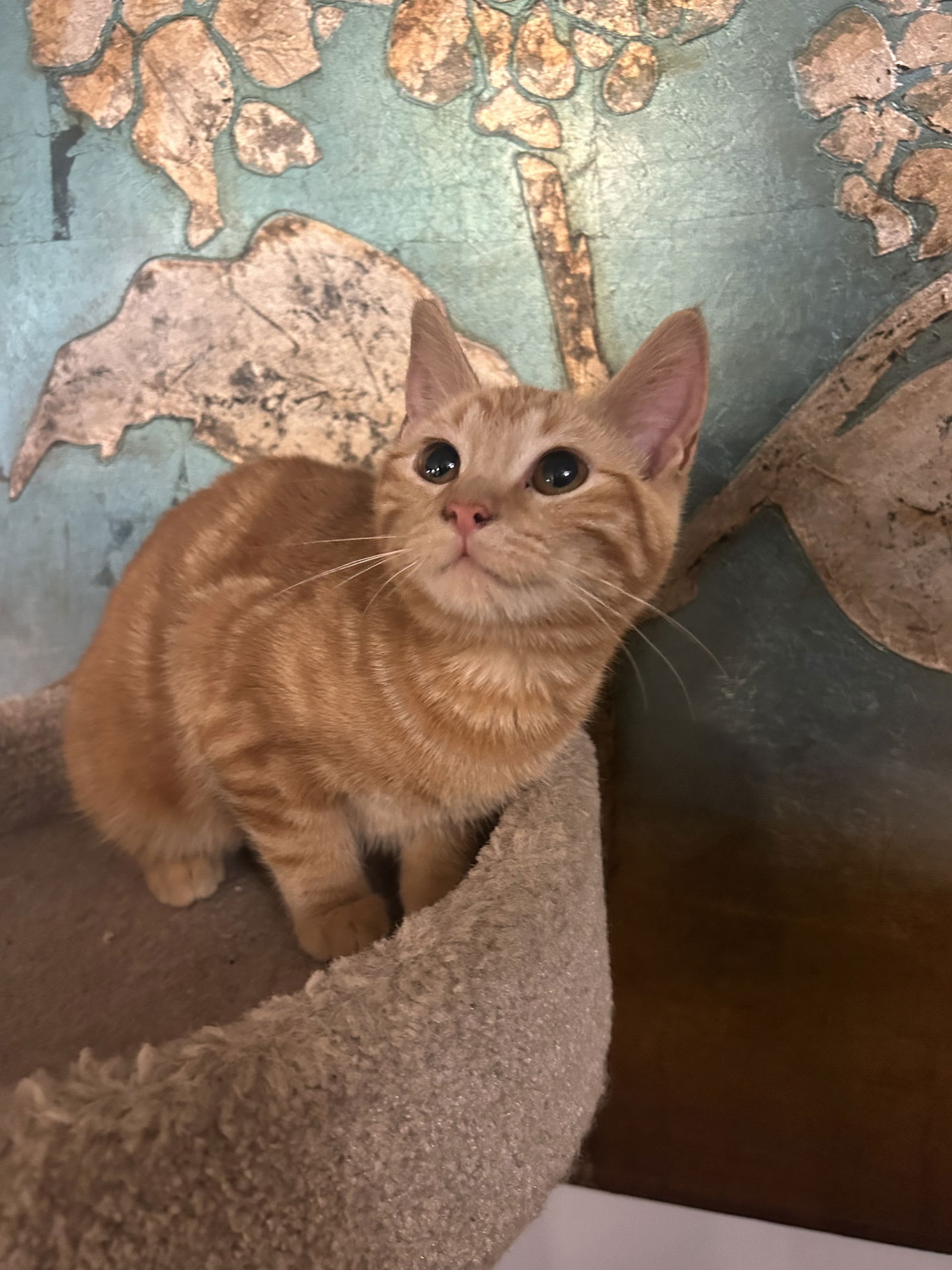 adoptable Cat in Duluth, MN named Clementine