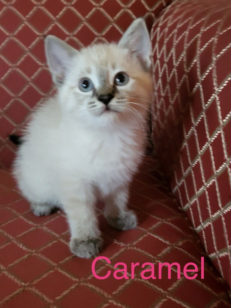 adoptable Cat in Duluth, MN named Caramel