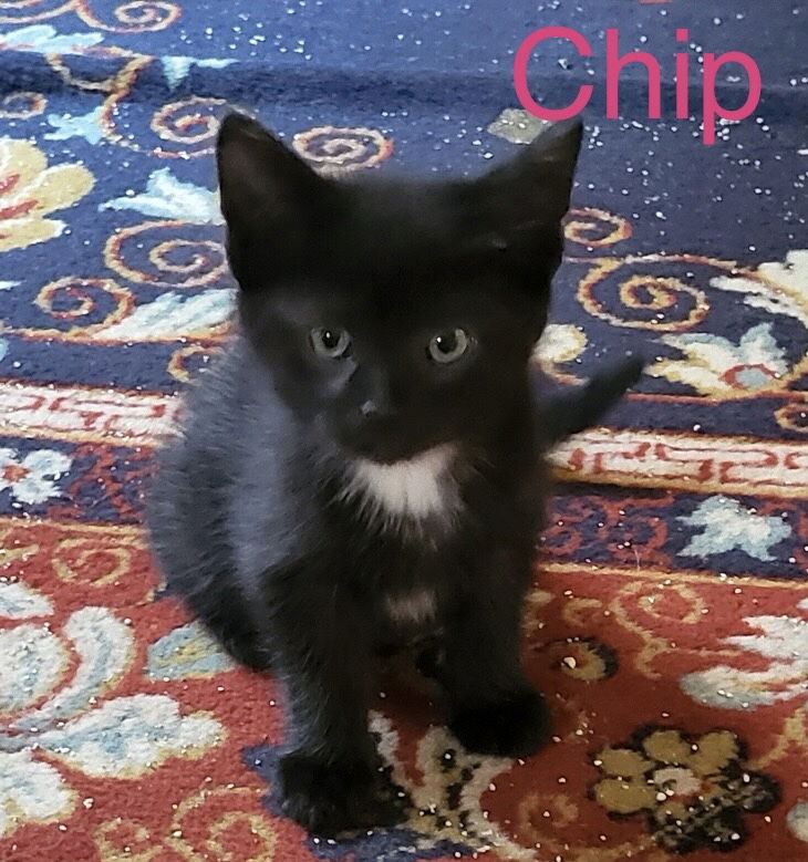 adoptable Cat in Duluth, MN named Chocolate Chip