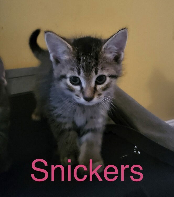 adoptable Cat in Duluth, MN named Snickers