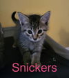 adoptable Cat in  named Snickers