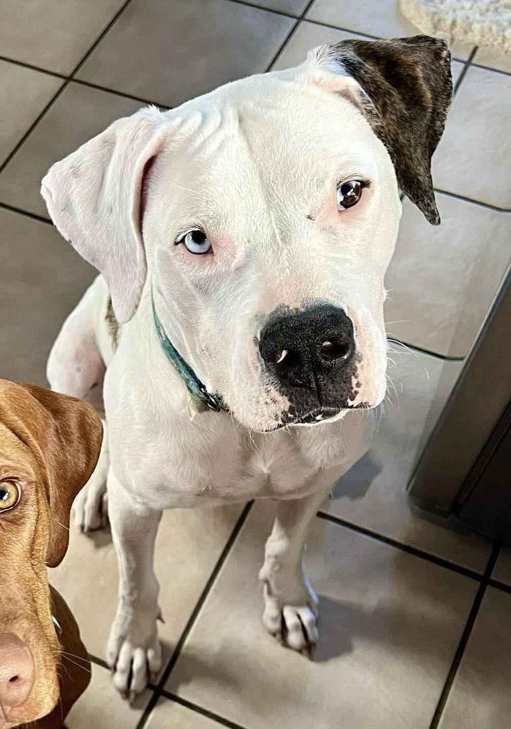 adoptable Dog in Duluth, MN named Angel