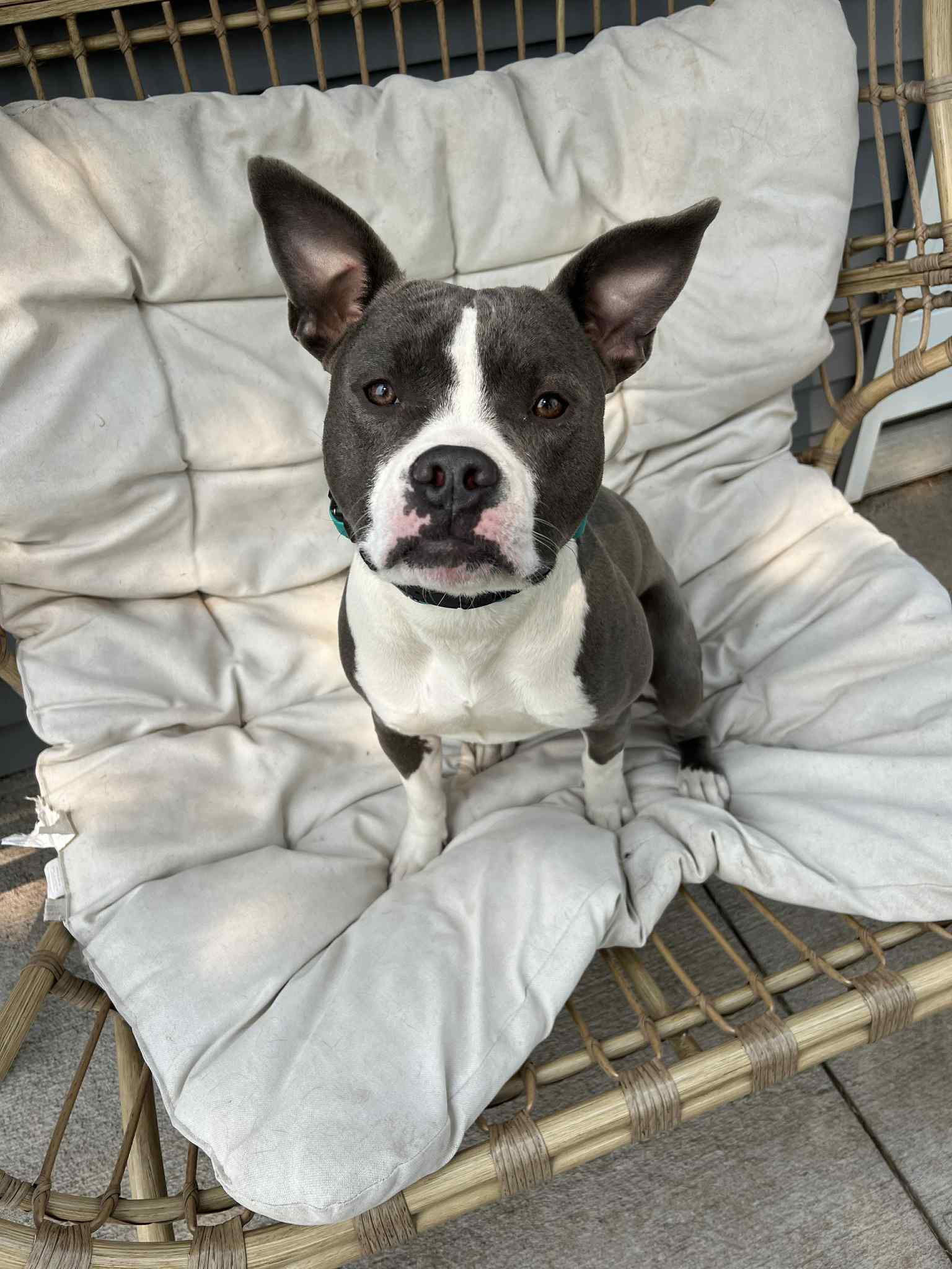 adoptable Dog in Duluth, MN named Kareno