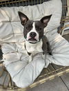 adoptable Dog in  named Kareno