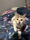 adoptable Cat in  named Carrot