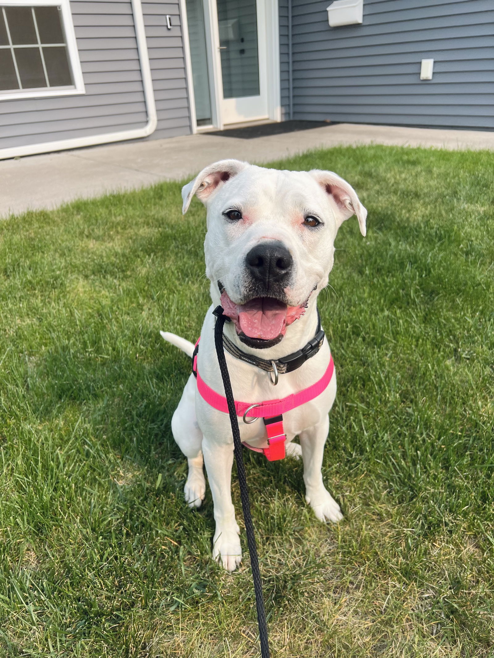 adoptable Dog in Duluth, MN named Ava